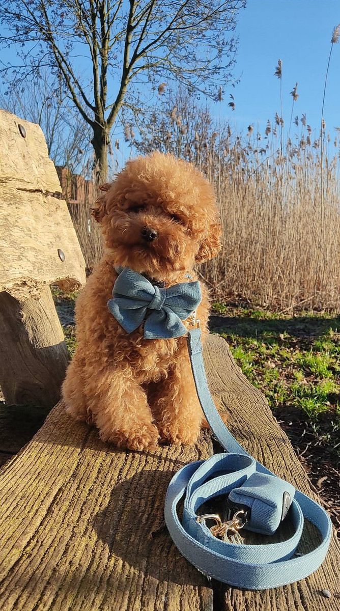 Woofs & Co. Hunde XXL Hundeschleife Jeans