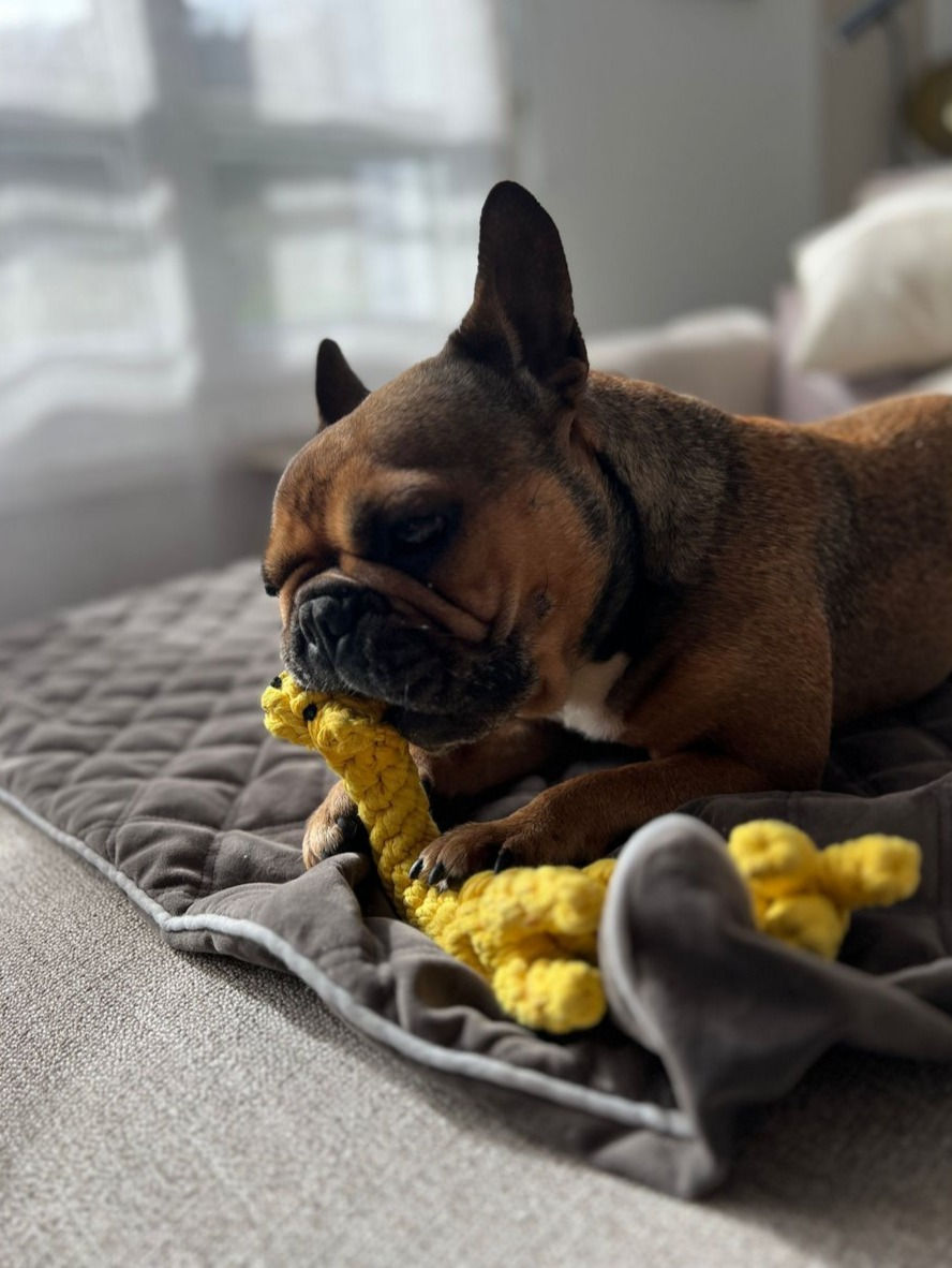 French Bulldog mit Gretchen Giraffe
