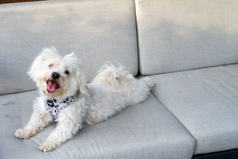 Hund auf Terrasse Gapphof