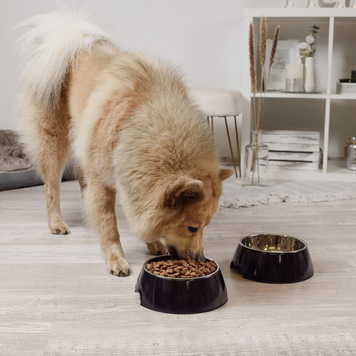 Hund frisst aus Hundefutternapf von ne&no