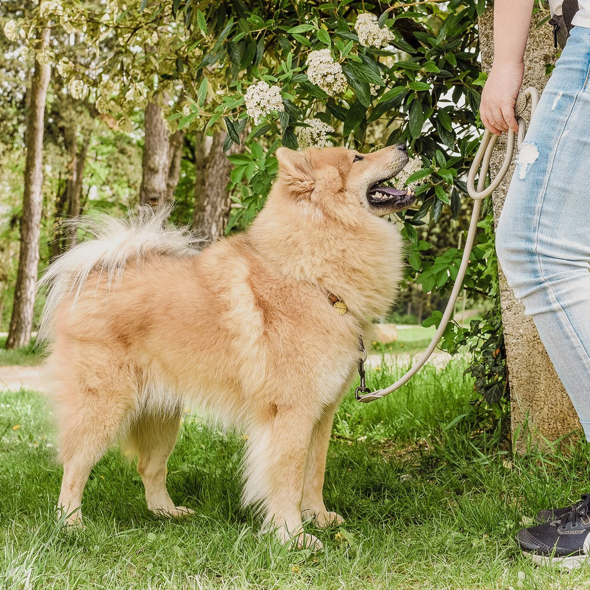 ne&no® Tauleine für Hunde in Taupe