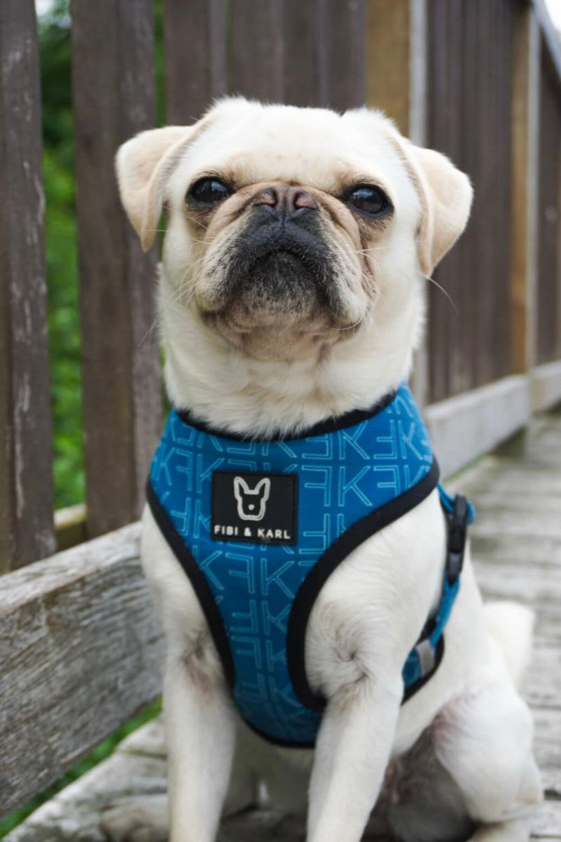 Ein kleiner weiĂer Hund trĂ€gt das FK Sommer Edition Hundegeschirr