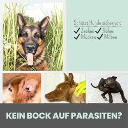 Beschreibung für zpray