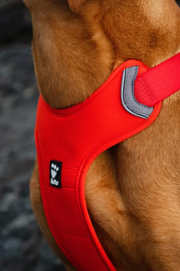 Hundebrust mit Hurrta Hundegeschirr in der Farbe Rosehip
