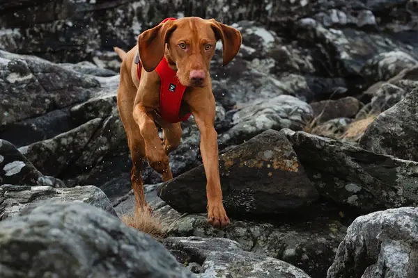 Springender Hund trägt Hundegeschirr von Hurtta