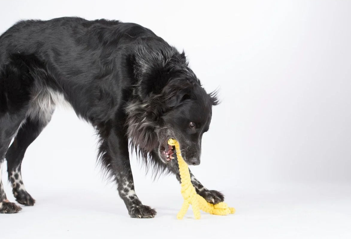 Hund spielt mit Giraffe Greta