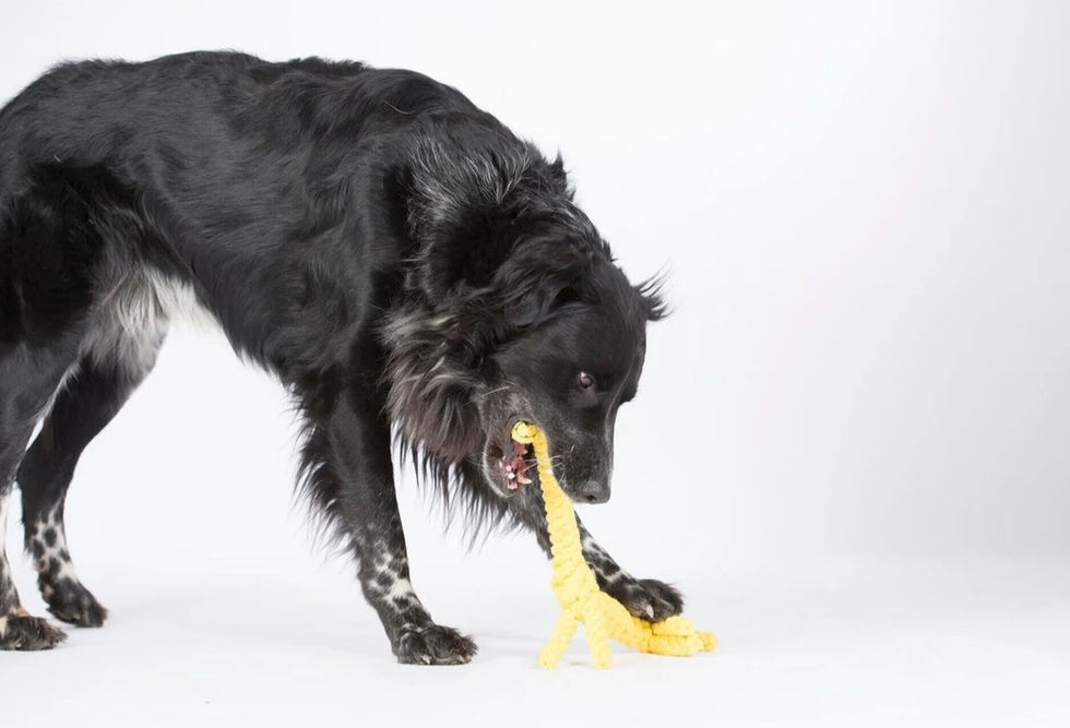 Hund spielt mit Giraffe Greta