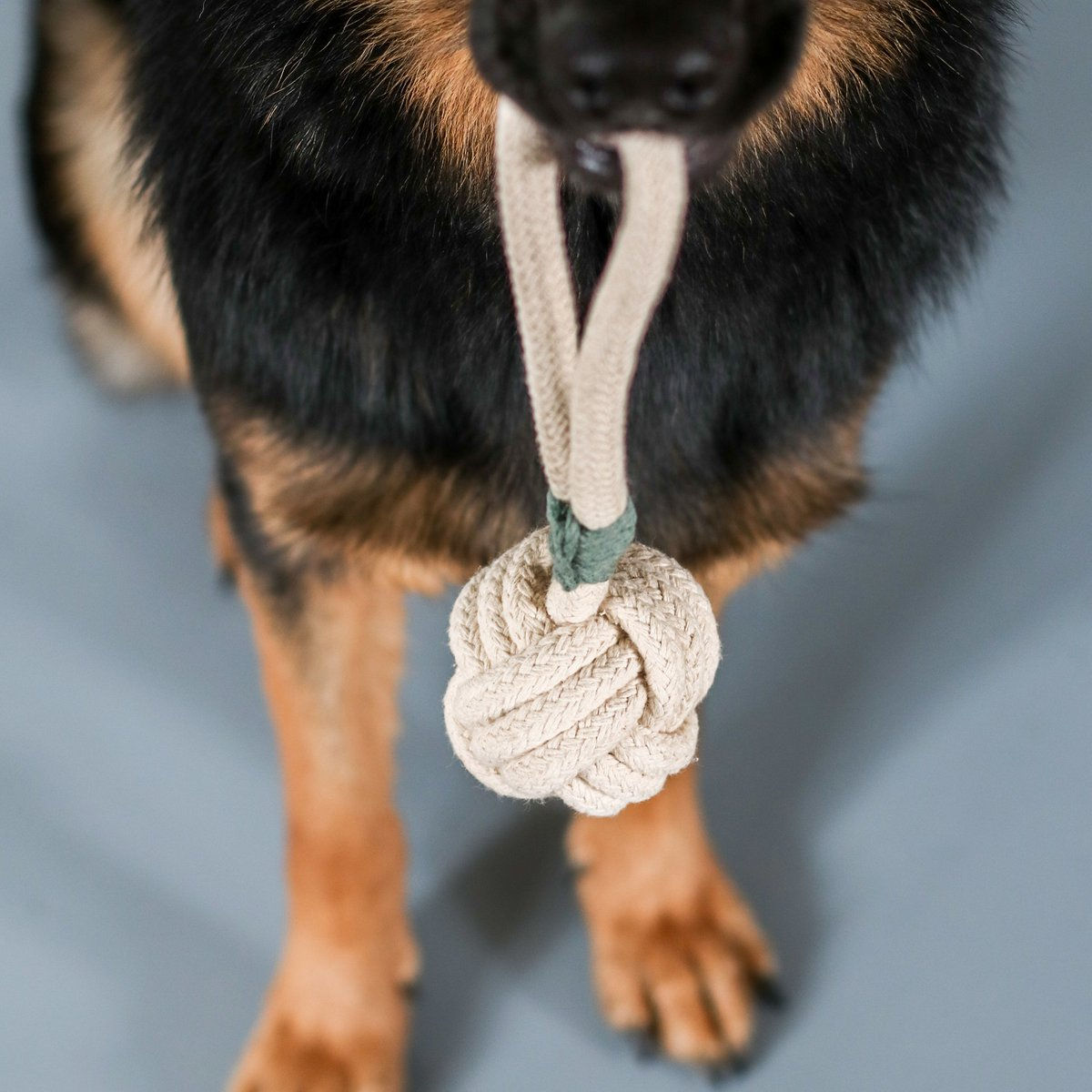 Schäferhund hält Knotenseilspielzeug im Maul