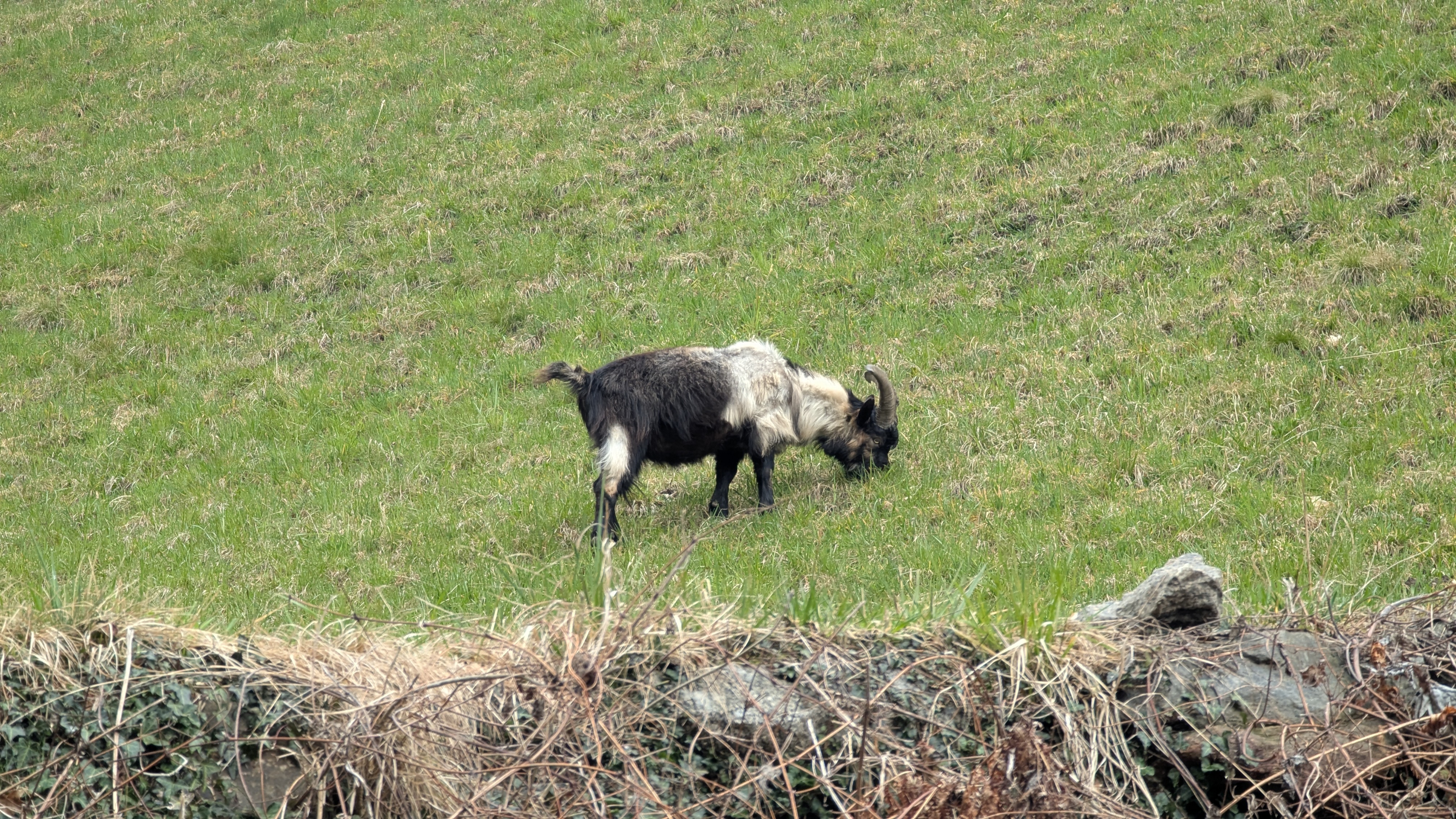 Bergziege