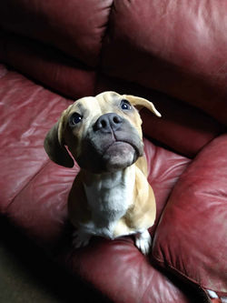 couch.jpeg