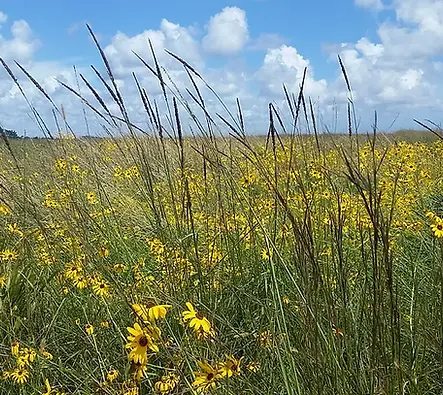 Flo Hannah Thumbnail.webp