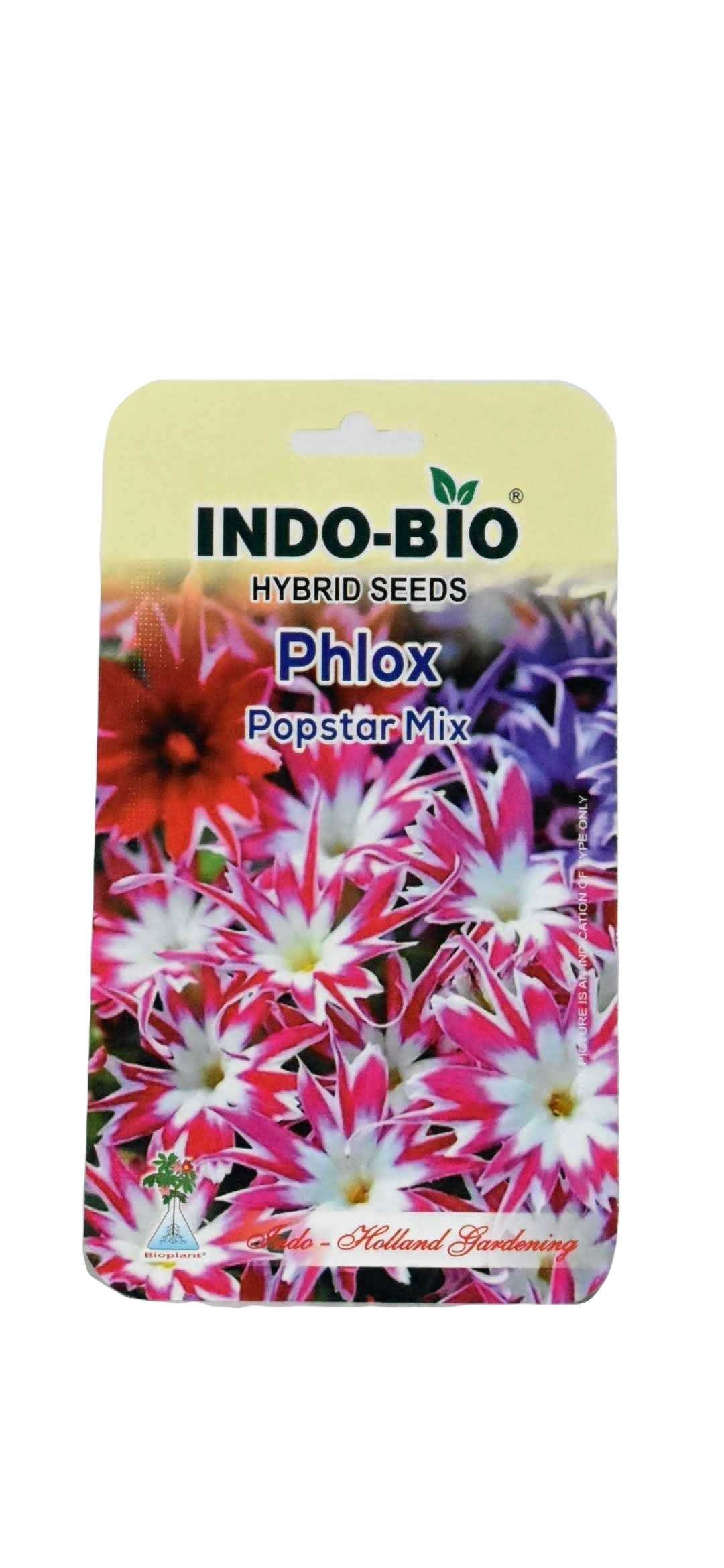 Phlox Popstar Mix