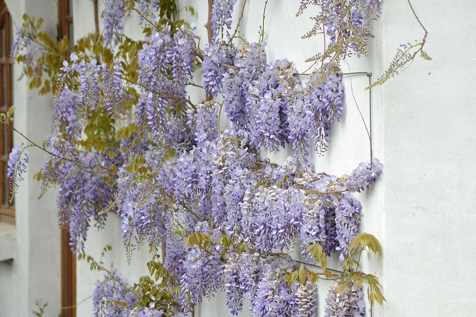 Thumbnail: Large Wisteria