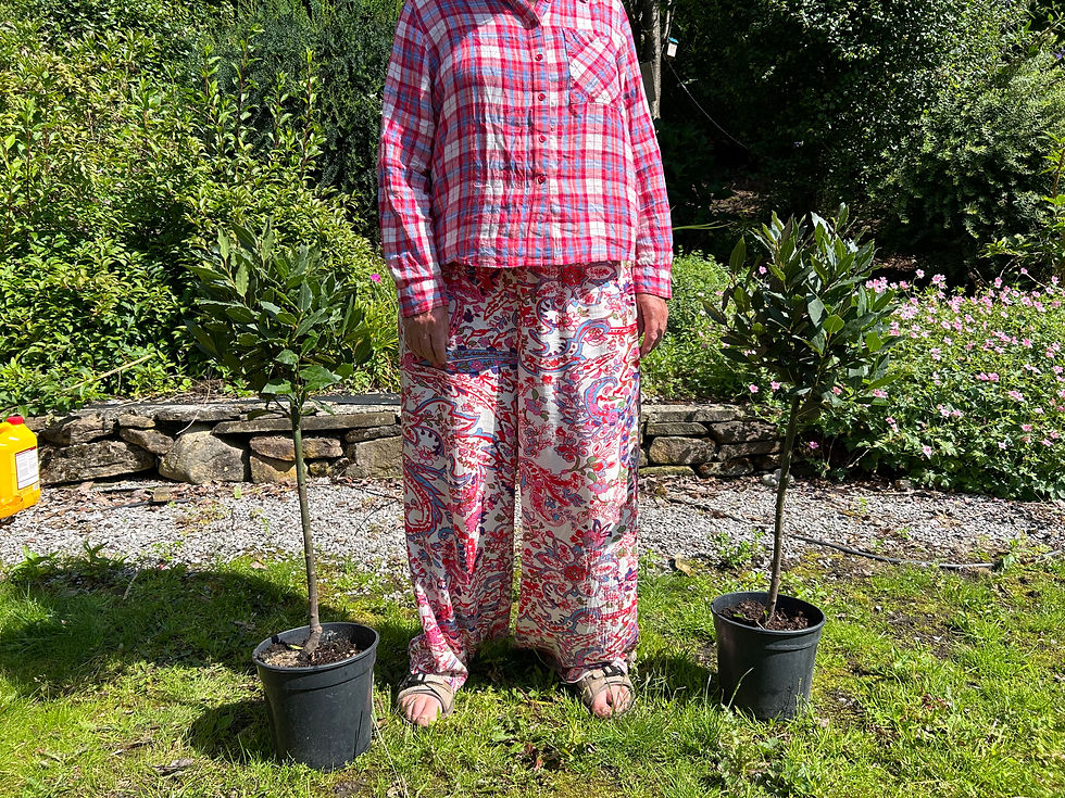Bay Laurel Trees (1/4 standard, Pair)