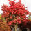 Thumbnail: Full Moon Japanese Maple