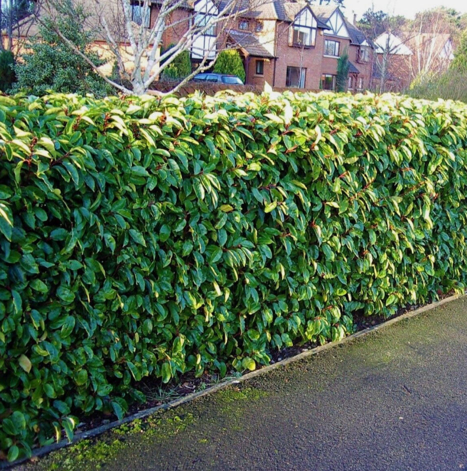 Thumbnail: Portuguese Laurel Bush