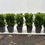 Thumbnail: Box Hedging