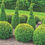 Thumbnail: Buxus Topiary Balls (Pair)