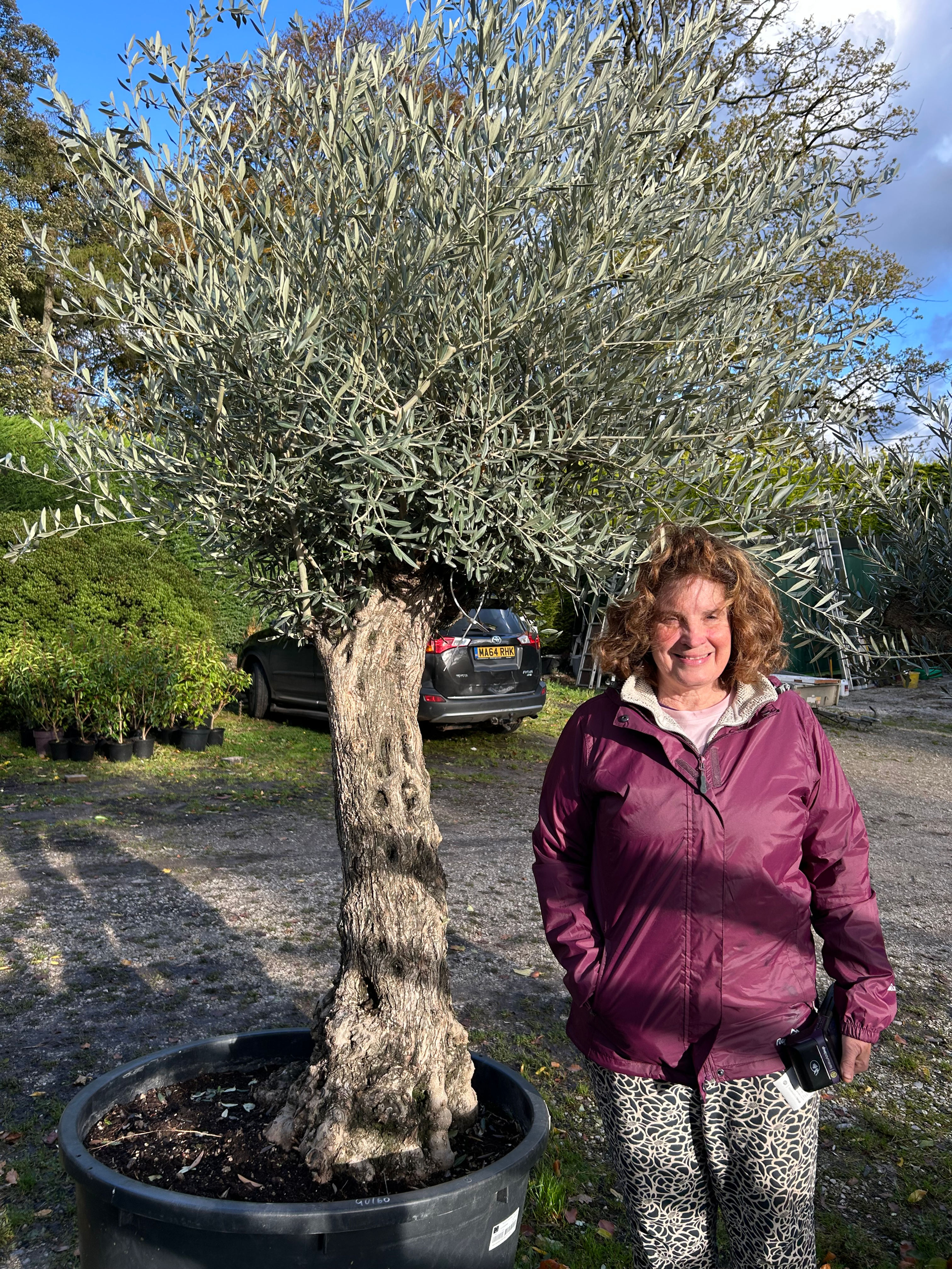 1 x Old Gnarled Olive tree (Olea Europea) with Olives