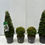 Thumbnail: Buxus Topiary Balls (Pair)