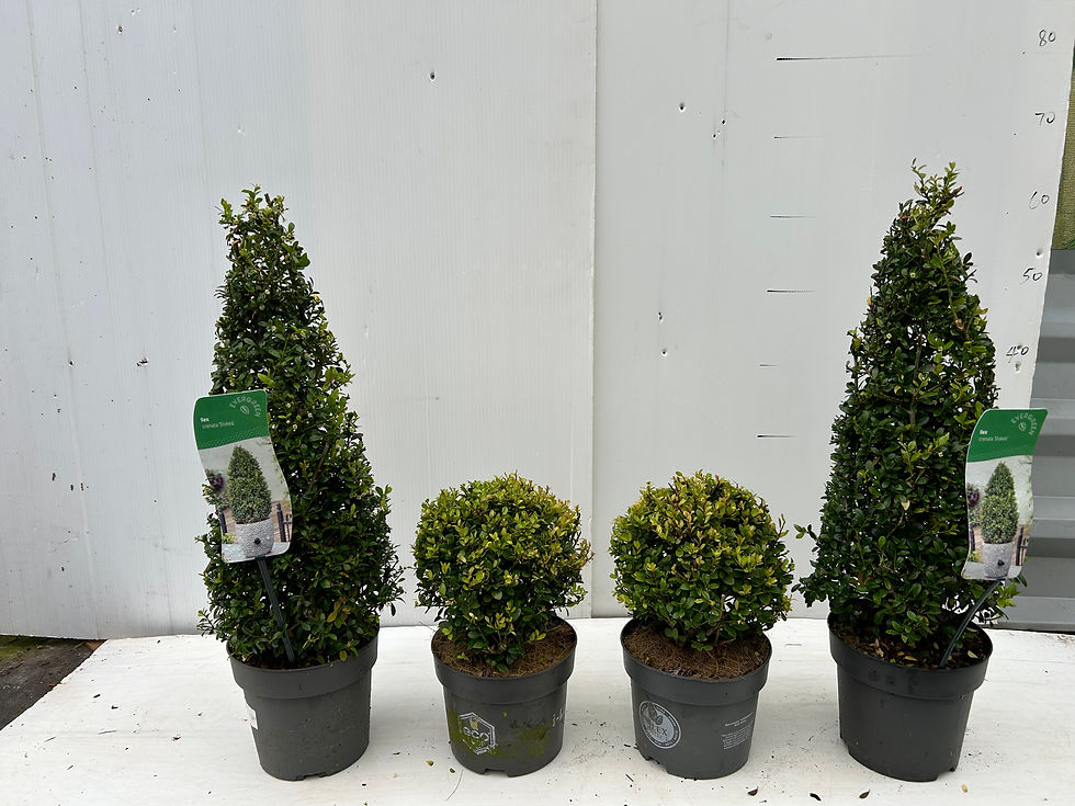 Buxus Topiary Balls (Pair)