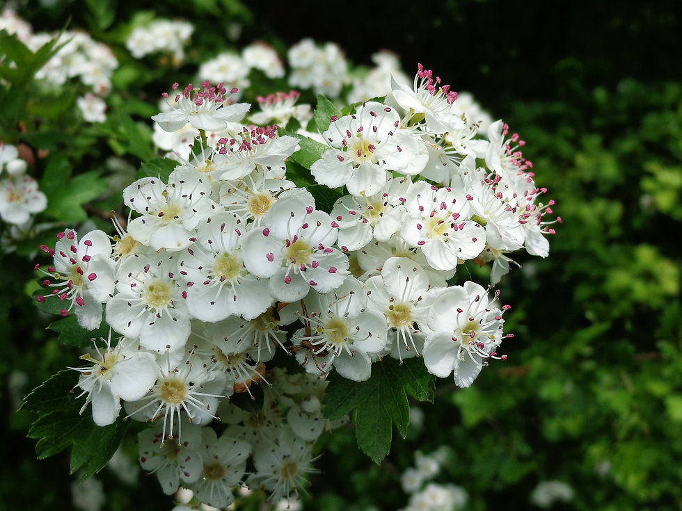 Thumbnail: Hawthorn Tree