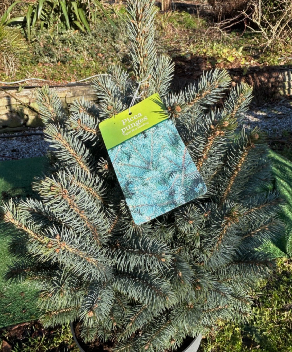 Blue Spruce (Picea Punges) Potted Tree