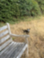 dog in meadow