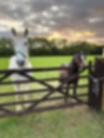 sunset field with horses