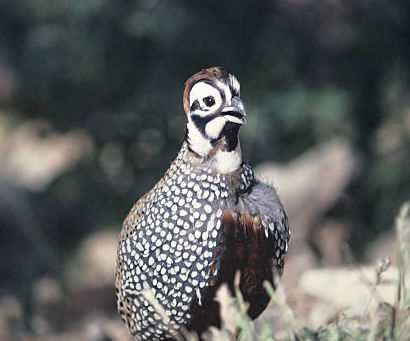 A Sobering Trek Through Arizona’s Highly Publicized Mearns Quail Country