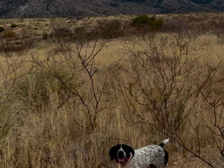 Defending the Heritage: The Role of Bird Dogs in Ethical Upland Hunting. Arizona under attack.