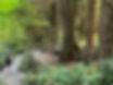 Olympia forest trees Kelly.JPG
