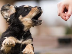 6 Easy Ways to Stop Your Puppy Jumping Up