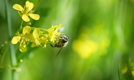 Abeille sur une fleur