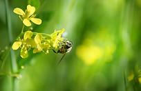 Bee on Flower