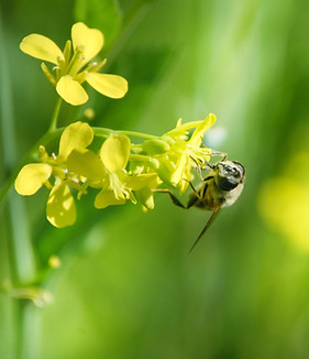 Abeille sur une fleur