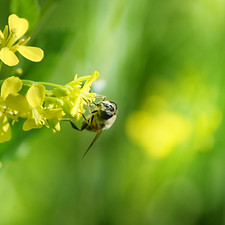 Biene auf Blume