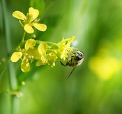 Honey bees