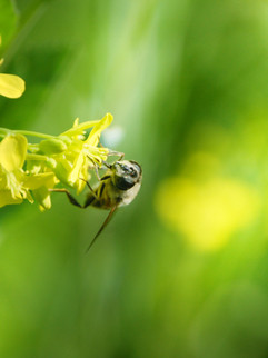 Abeille sur une fleur
