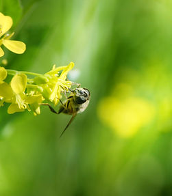 Bee on Flower