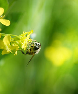 Bee on Flower