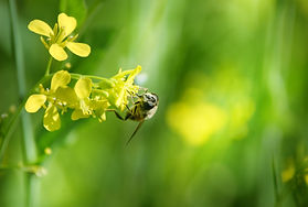 Ape sul fiore