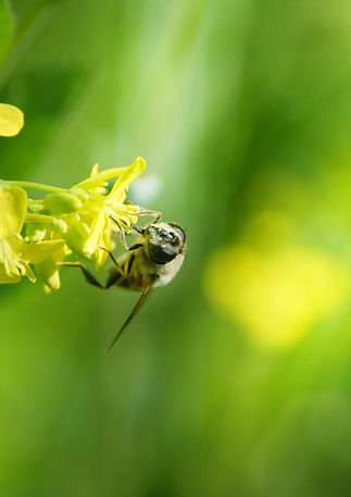 Bee on Flower