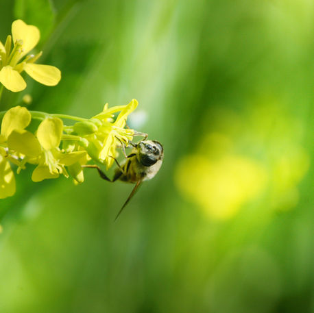 The birds and the bees (and the butterflies)