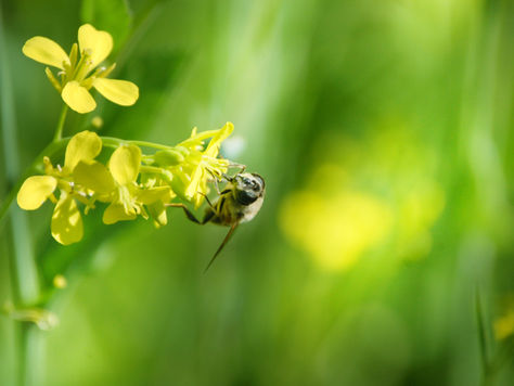 What are animal pollinators and how are they key in a healthy ecosystem?