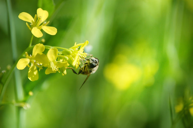 Bee on Flower