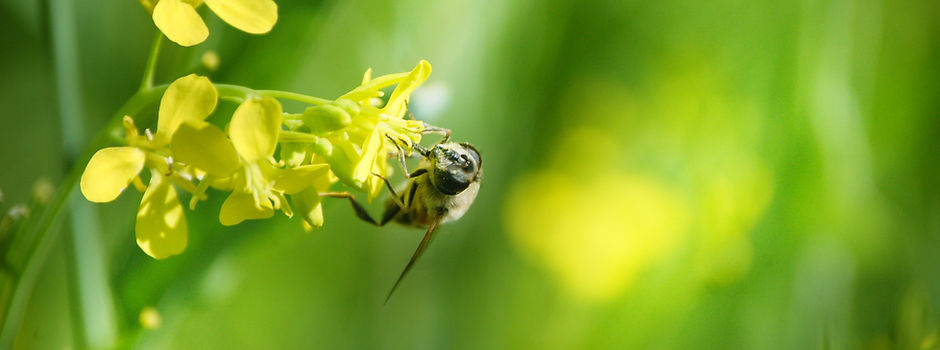 Bee on Flower