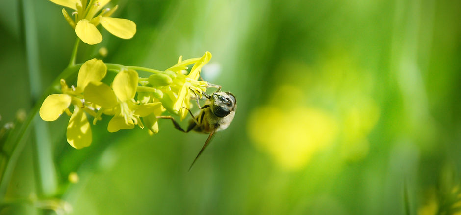 Bee on Flower