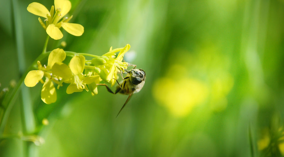 pollinators