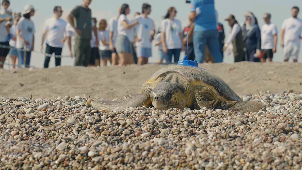 TÜPRAG ve EKAD iş birliğiyle iki caretta caretta daha Akdeniz’e uğurlandı